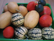 2007_10_kuerbis.jpg