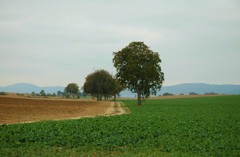 Feldansichten 2