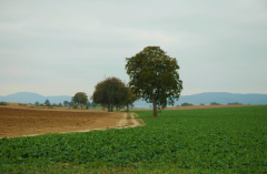Feldansichten 2