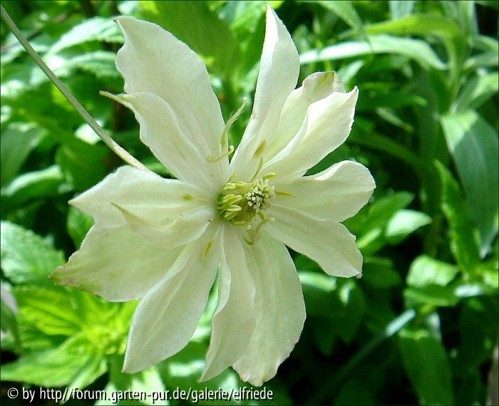 Clematis
