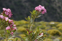 Kreta 07 050