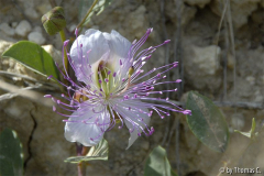 Kreta 07 054