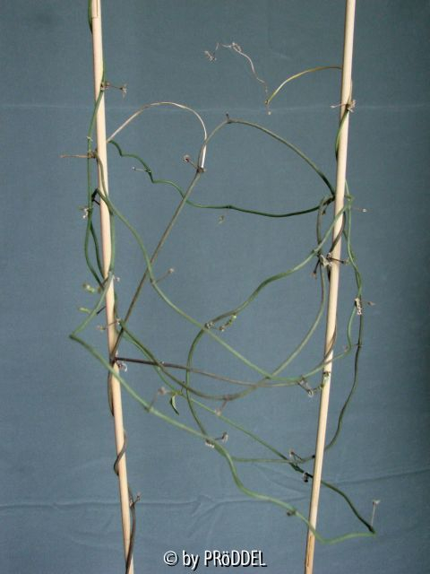 '