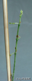 '