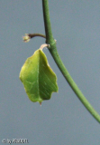 '