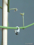 '
