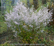fragl Aster laevis