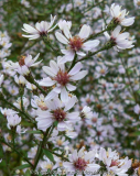 Aster Detail 1a.jpg