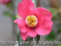 C. jap. Ginyo Tsubaki