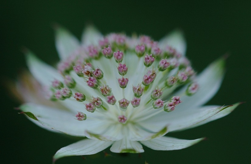 Astrantia 1