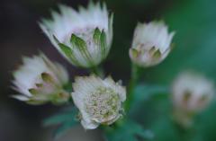 Astrantia 2