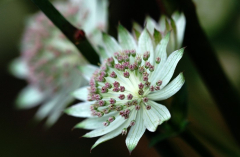 Astrantia 3
