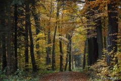 Herbstwald 01