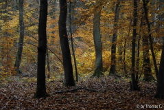 Herbstwald 02