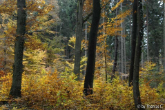 Herbstwald 03
