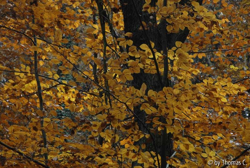 Herbstwald 04