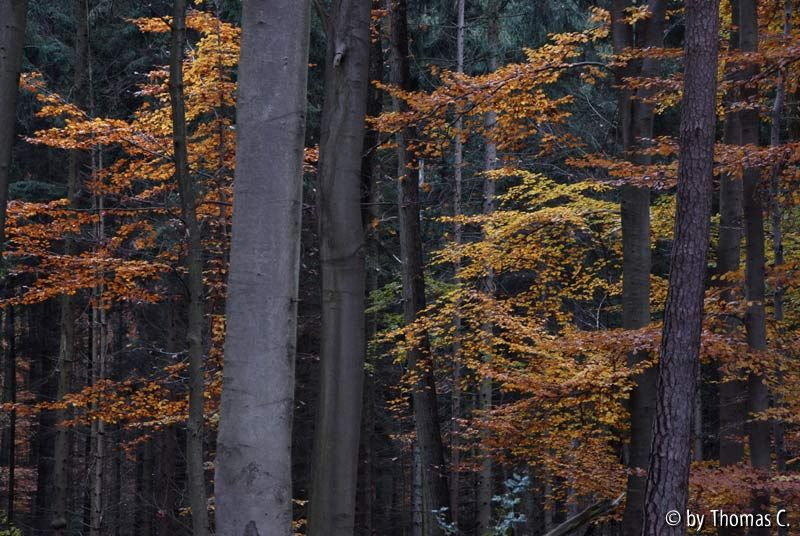 Herbstwald 05