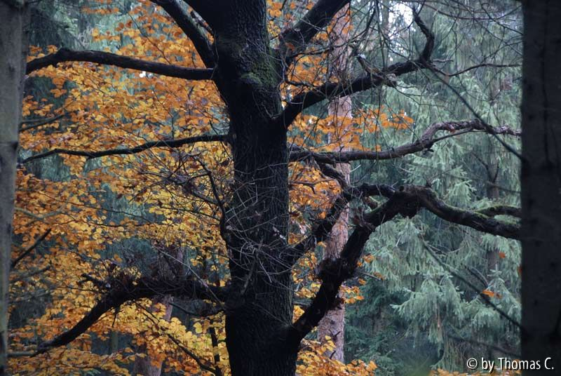 Herbstwald 07