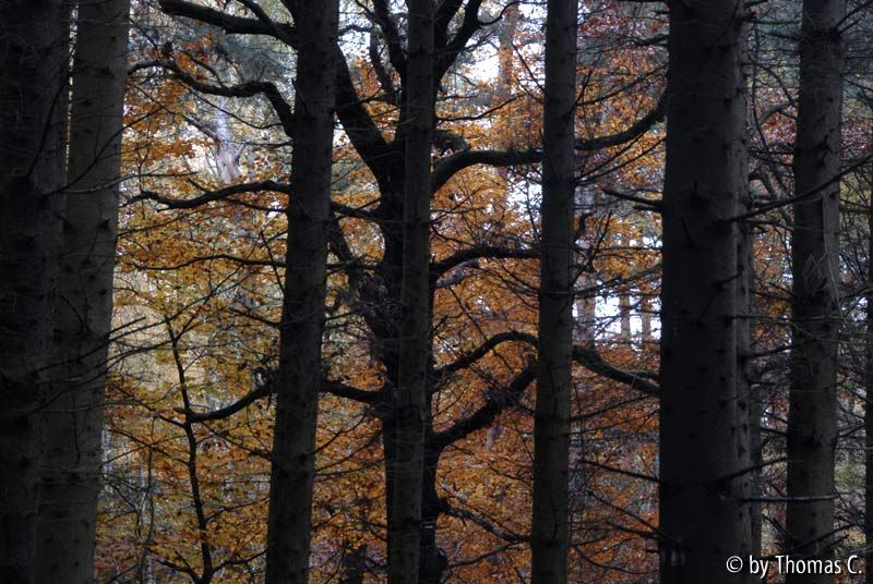 Herbstwald 08