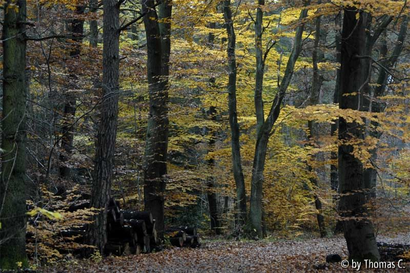 Herbstwald 09