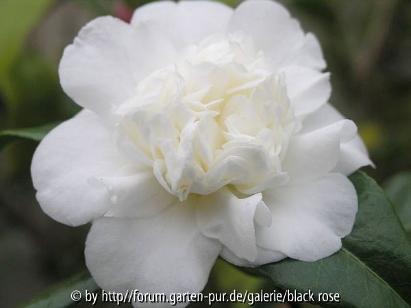 Camellia Jap. Anemoniflora Alba
