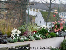 Balkon - dritter Kübel
