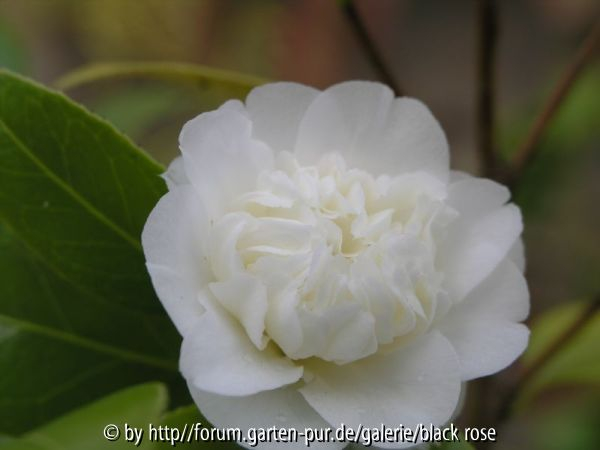 Camellia jap. Man size