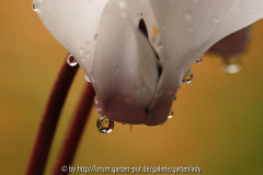 Cyclamen Tropfen