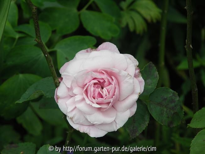 Penny_Rose