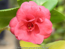 Camellia Jap. Black Rose