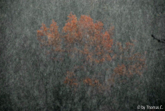 Novemberregen 01