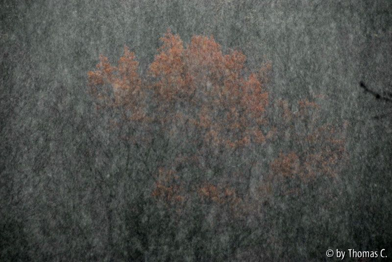 Novemberregen 01 b