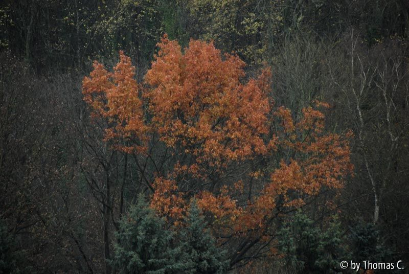 Novemberregen 01 d