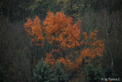 Novemberregen 01 e