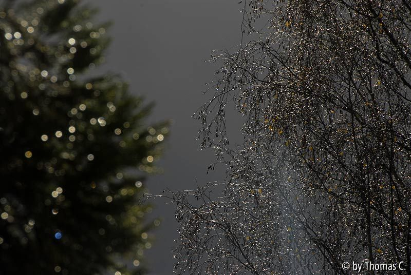 Novemberregen 03