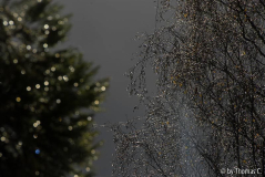 Novemberregen 03