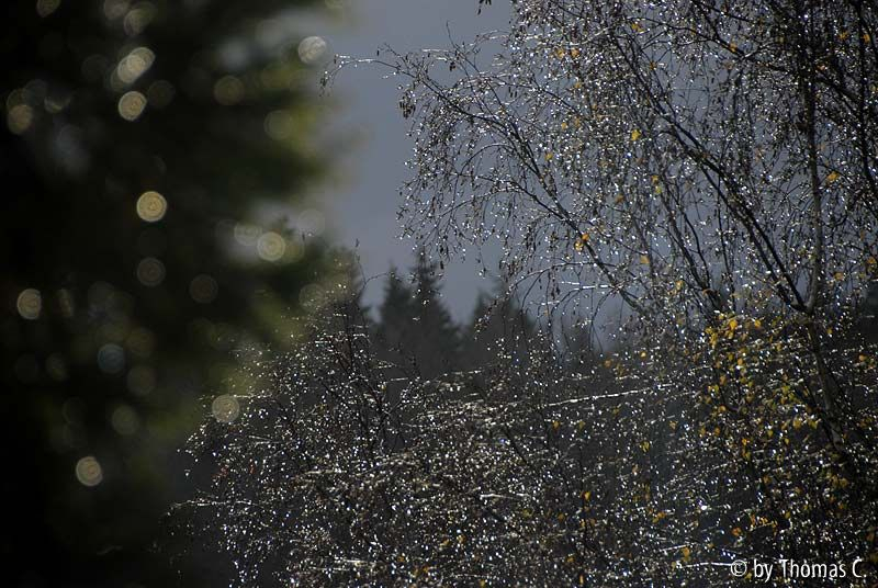 Novemberregen 04