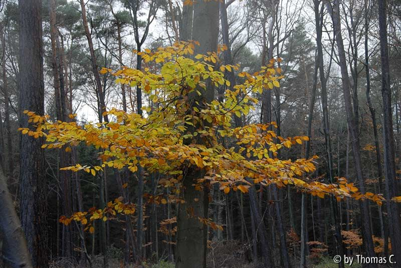 Novemberregen 08