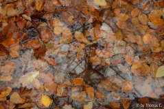 Novemberregen 09