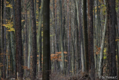 Novemberregen 10