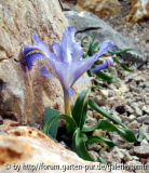 I_planifolia.jpg
