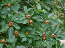 x Crataemespilus grandiflora