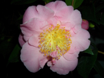 CIMG1472_600x600_100KB.jpg