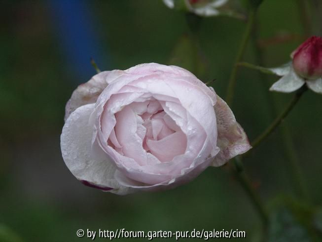 Mlle Blanche Laffitte