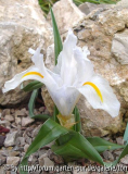I_planifolia var alba2.jpg