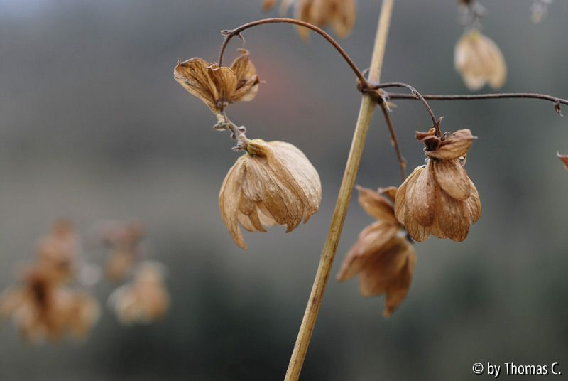 Herbstfarben 03