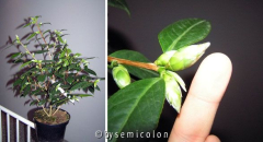 Camellia X Williamsii 'Tulip Time'