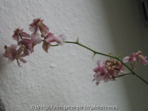 img_4778_unbekannt7_blueten.jpg