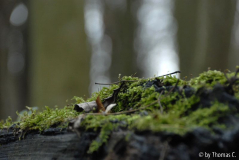 Mischwald 01