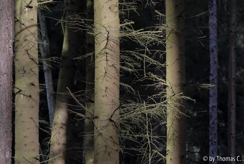 Mischwald 02
